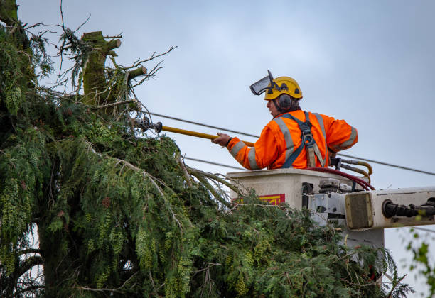 How Our Tree Care Process Works  in  Dentsville, SC