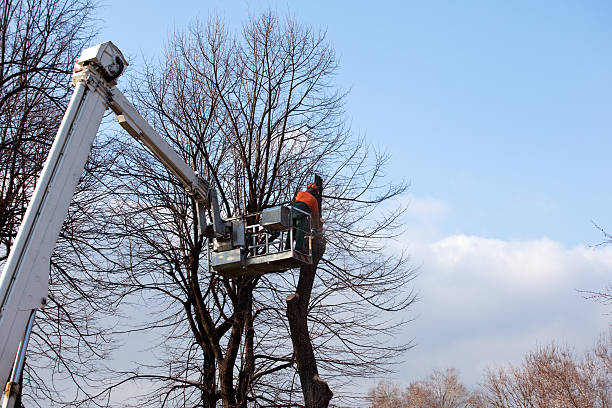 Trusted Dentsville, SC Tree Services Experts